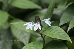 Ecbolium ligustrinum